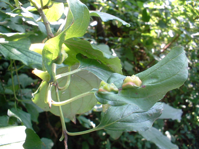 Galla: Craneiobia corni